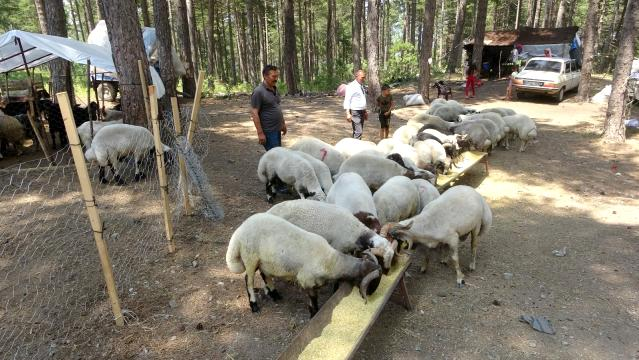 5 boynuzlu koç alıcısını bekliyor